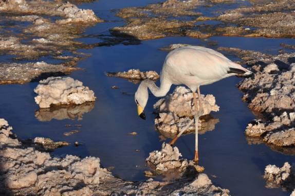 Flamingo na Laguna Chaxa, no deserto do Atacama - Chile